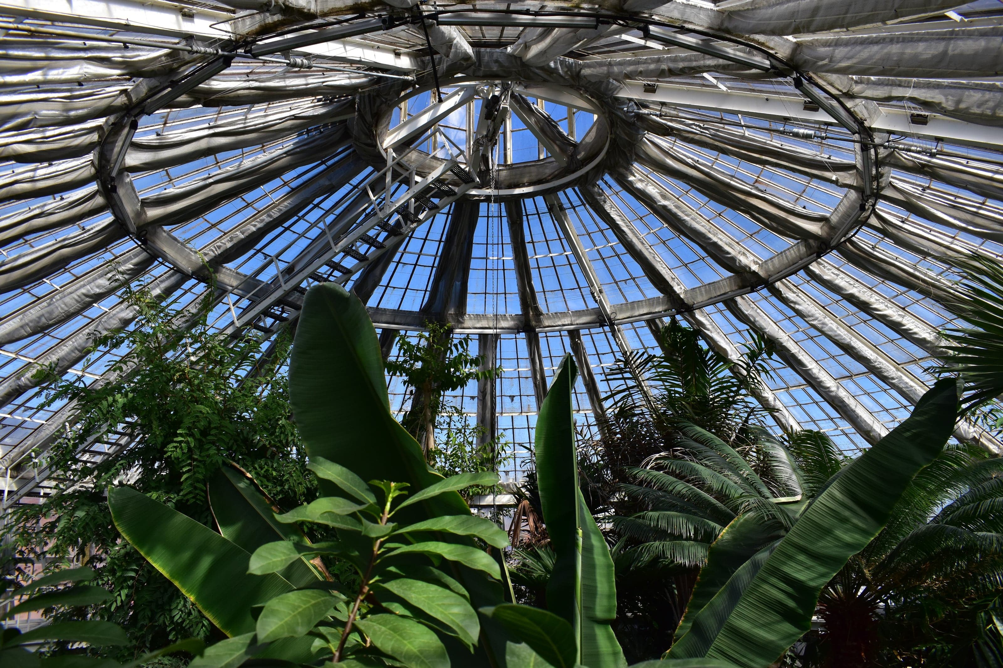 Tropical leaves rising beneath the radial glass dome of Copenhagen Botanical Garden's Palm House