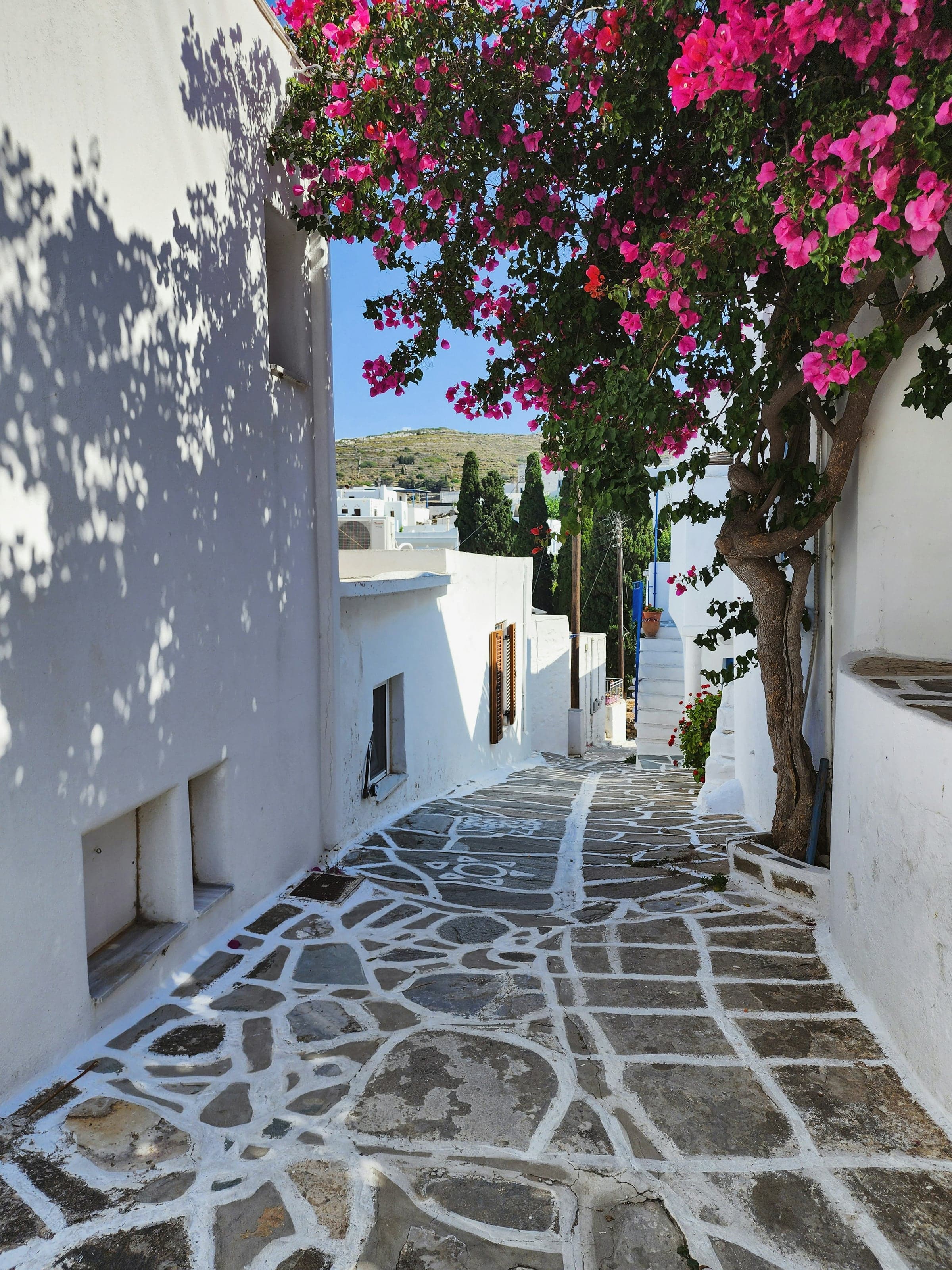 Flowering bougainvillea above a quiet whitewashed lane in Paros